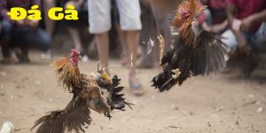 Đá gà Thomo GK88 tận hưởng nhiều trận đấu kịch tính