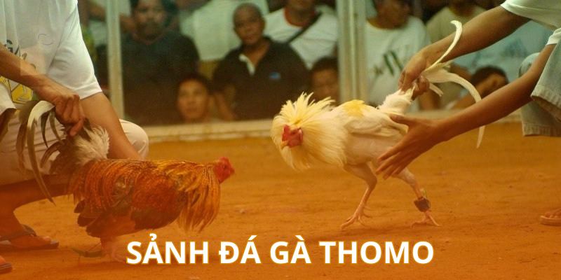 Sự phát triển ngày càng vững mạnh của bộ môn đá gà này