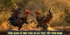 Đá gà trực tiếp GK88 siêu hấp dẫn kịch tính mỗi ngày